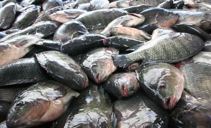 fishCompany.description